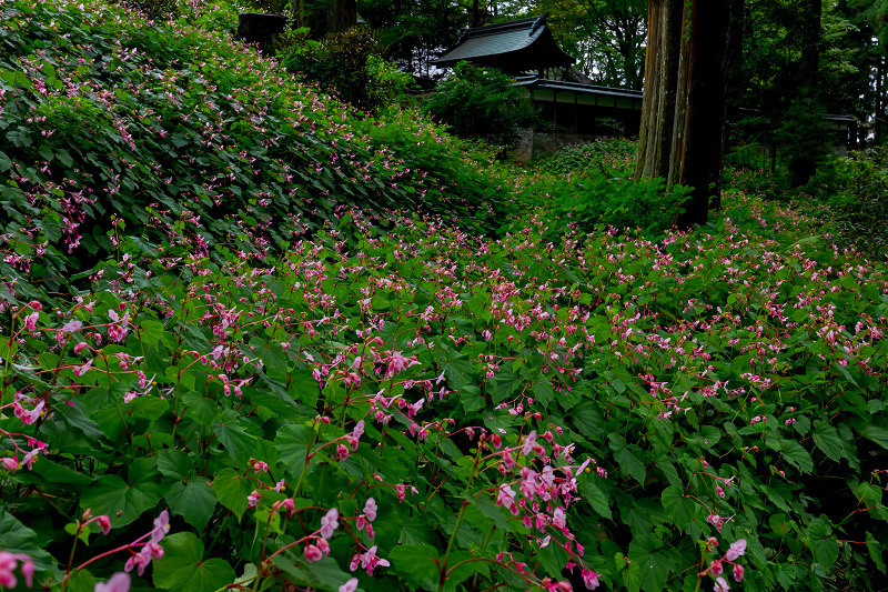 秋海棠の咲く森（河内長野市・岩湧寺）_f0155048_00100019.jpg