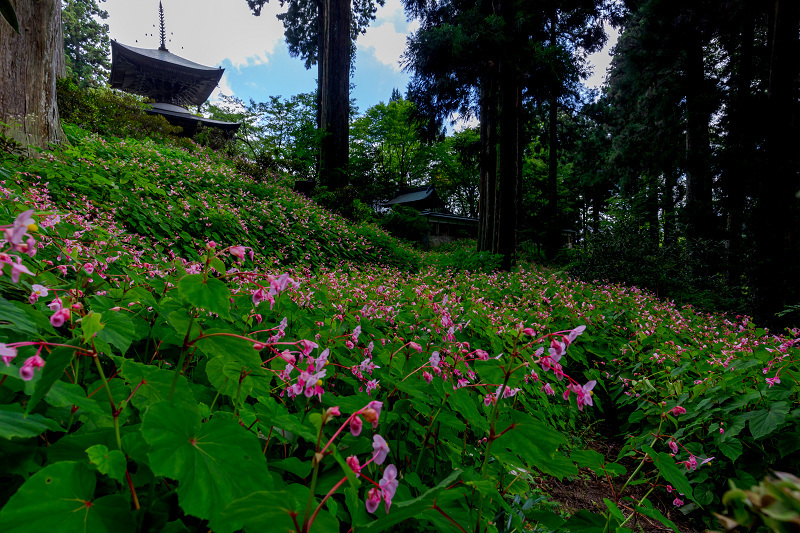 秋海棠の咲く森（河内長野市・岩湧寺）_f0155048_00135155.jpg