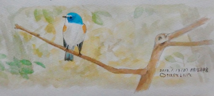 #ネイチャー・スケッチ #Naturesketch #Naturejournal #野鳥「瑠璃鶲」_a0083553_13002115.jpg