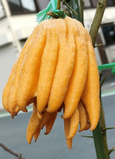 売れ残り 仏手柑 の鉢 寒そう 健気に育つ植物たち
