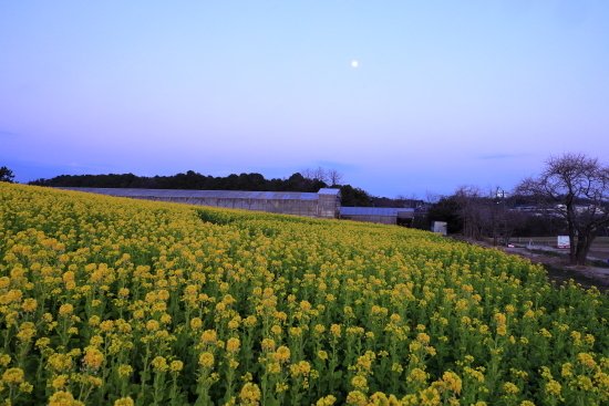 菜の花や　月は東に　日は西に　　愛知牧場（再編）_b0236595_09344555.jpg