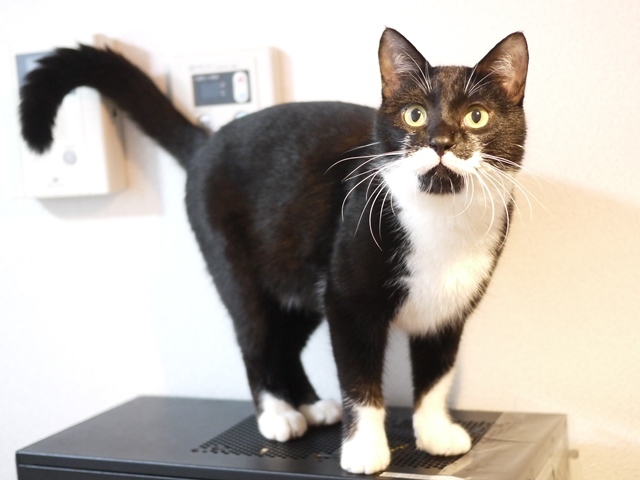 猫のお留守番 ルトくん編。_a0143140_21372303.jpg