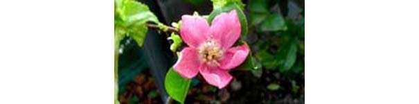 これが「命名南陽梅」　　　　　　　　　　No.2177_d0103457_00115336.jpg