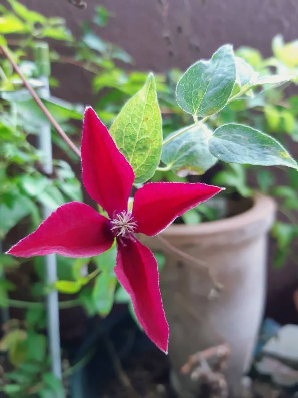 クレマチス植え替え 花暮らしの記