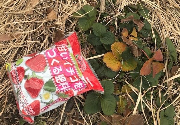 タマネギ・ニンニク・イチゴに追肥、キャベツ変調1・18～19_c0014967_12101690.jpg