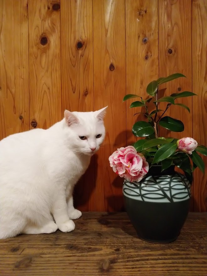 マロさんと椿_f0197985_20483161.jpg