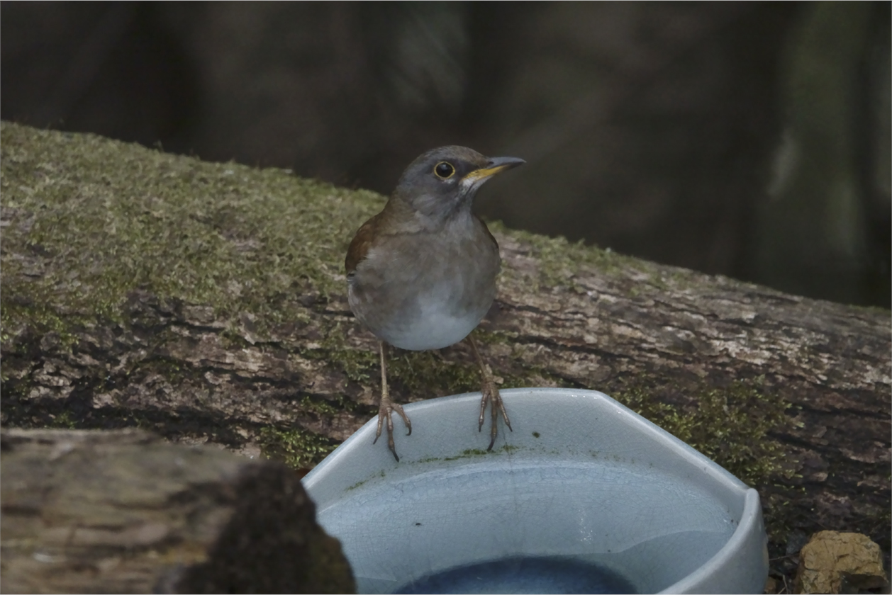 ●● 水場のシロハラ、お近づきに ●●_d0209988_18551810.jpg