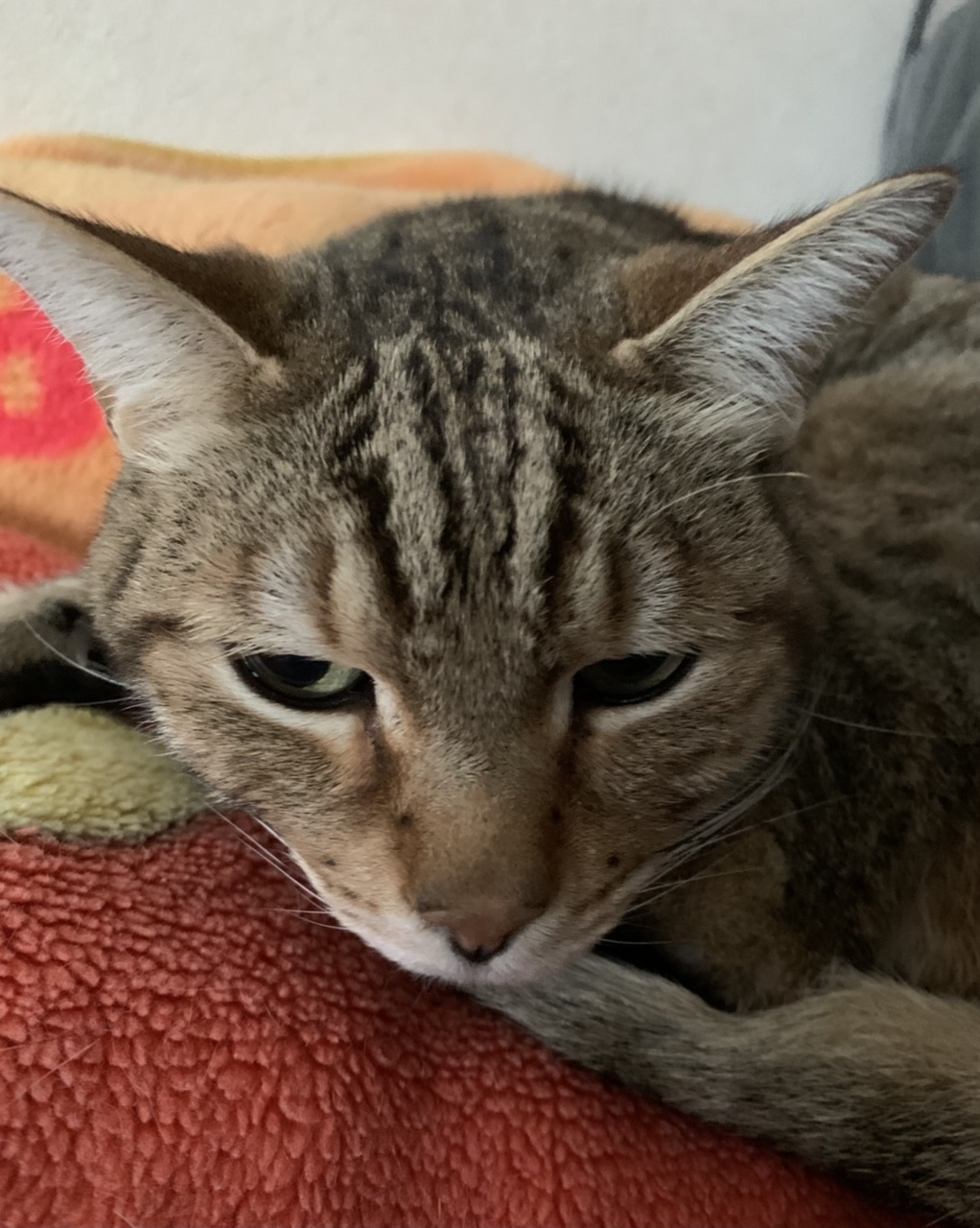 猫マンマ買い出し日_e0358096_18452759.jpeg