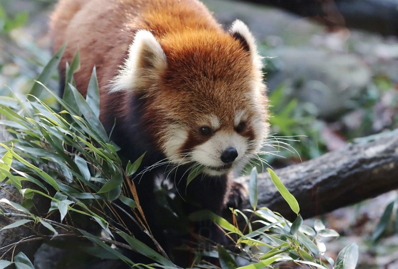 【レッサーパンダ】【2点まとめ】 もんもん (@monmon_redpanda) / X