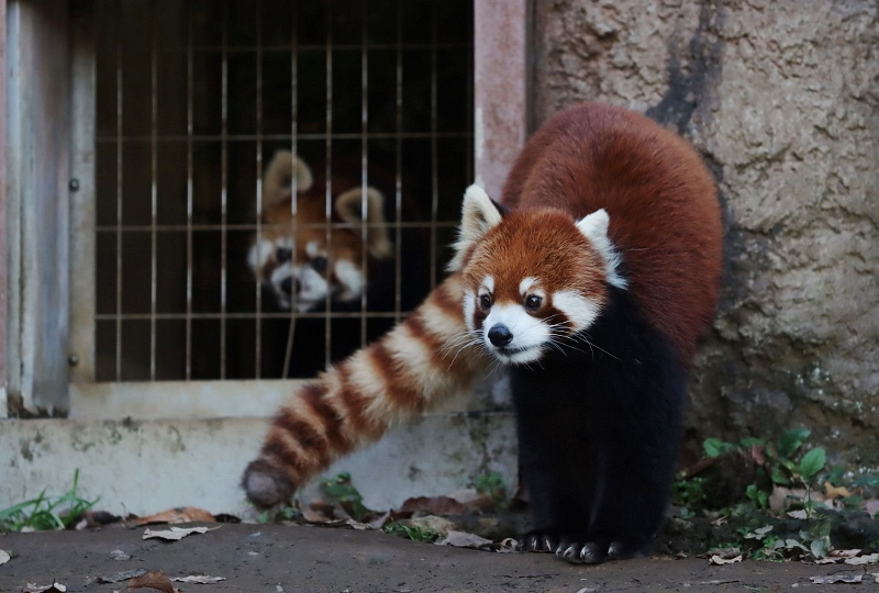 【レッサーパンダ】【2点まとめ】 もんもん (@monmon_redpanda) / X