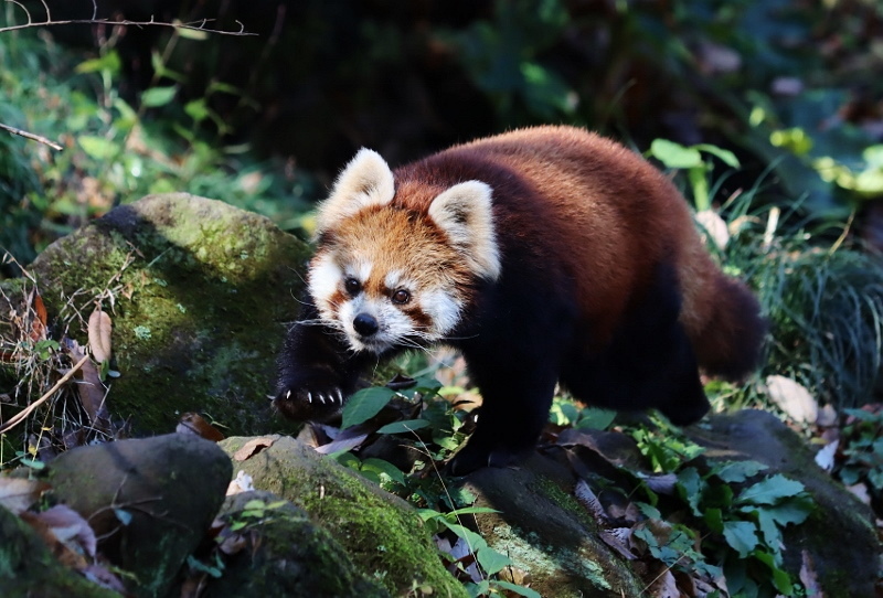 12月の多摩動物公園 : レサパン日和