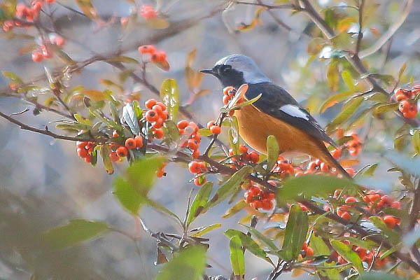 ピラカンサの実を食べに来たジョウビタキ_e0413627_14293836.jpg