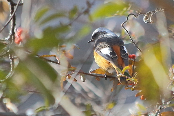 ピラカンサの実を食べに来たジョウビタキ_e0413627_14301961.jpg