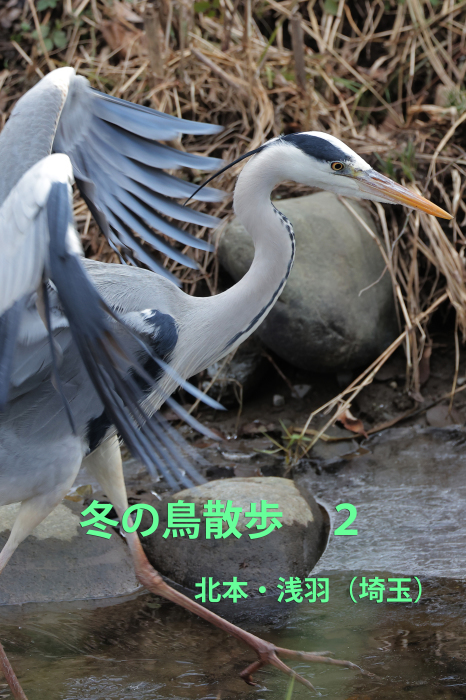 冬の鳥散歩２ 北本 浅羽 還暦からのネイチャーフォト