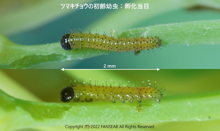 幼虫 ツマキチョウの飼育メモ : 探蝶逍遥記