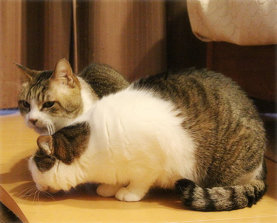 どれだけ、ぐいぐいいけばいいの?_a0389088_18270811.jpg