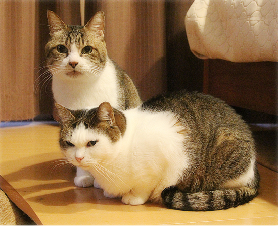 どれだけ、ぐいぐいいけばいいの?_a0389088_18270936.jpg