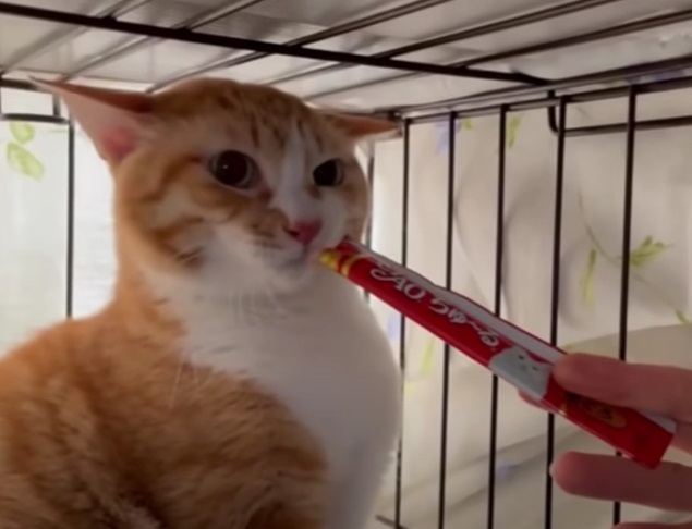 ねこさん 猫さん 猫さん Buy ZX 700 - B34330 | GOAT