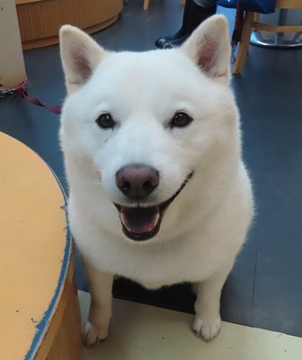 今日のお友達&オーストラリアンシェパード!!!_f0077697_18221356.jpg