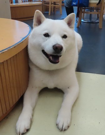 今日のお友達&オーストラリアンシェパード!!!_f0077697_18222120.jpg