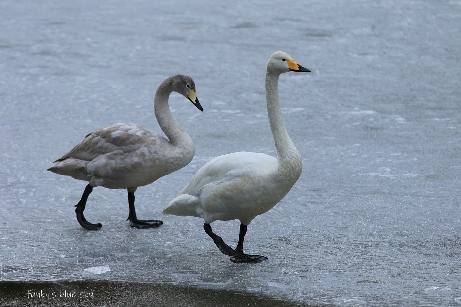 水鳥が集う場所へ_c0145250_09094339.jpg