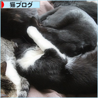 猫たちからのプレゼント_a0389088_15173769.jpg