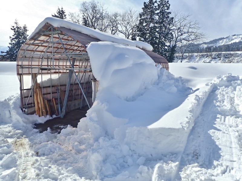 日曜の兼業農家　休憩なしでハウスの雪掘り作業でした_c0336902_21204765.jpg