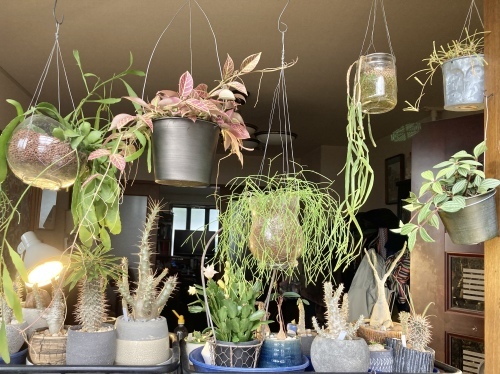 多肉植物 シャコバサボテン AN083 (カキコ) 多肉植物 シャコバサボテン