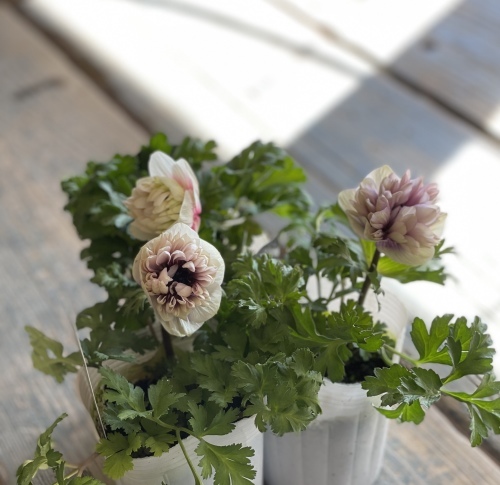 アネモネが大人気 Summer Snow アネモネが大人気 Summer Snow