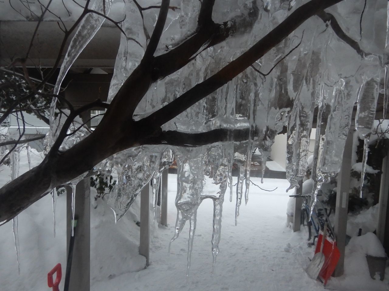 雪かき予報は外れました 5号館を出て 雪かき予報は外れました 5号館を出て