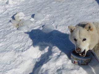 氷点下、動物たちの飲み水も当然凍っているので、毎朝、器から取り出します_b0405523_22222134.jpg