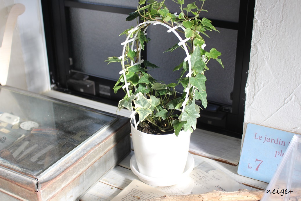 楽天セールお買い物レポ♪”観葉植物”５種はどれもインテリアにお勧めでした_f0023333_22120505.jpg