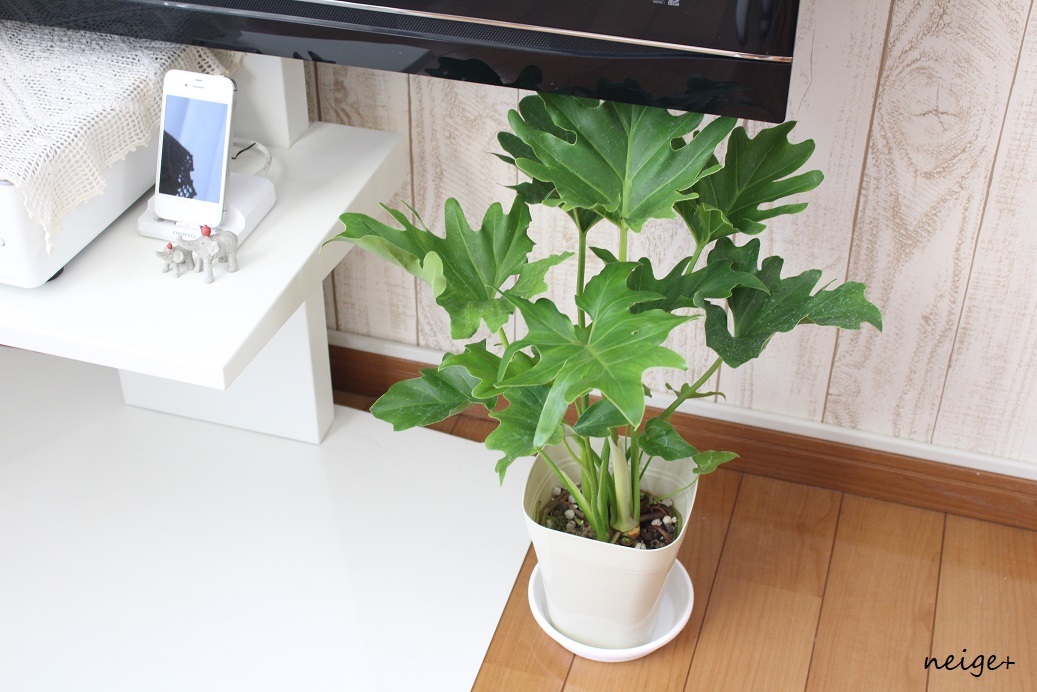 楽天セールお買い物レポ♪”観葉植物”５種はどれもインテリアにお勧めでした_f0023333_22120527.jpg