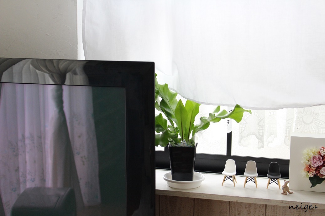 楽天セールお買い物レポ♪”観葉植物”５種はどれもインテリアにお勧めでした_f0023333_22122054.jpg