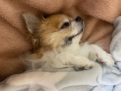 よく眠るまめ_b0122645_22461621.jpg