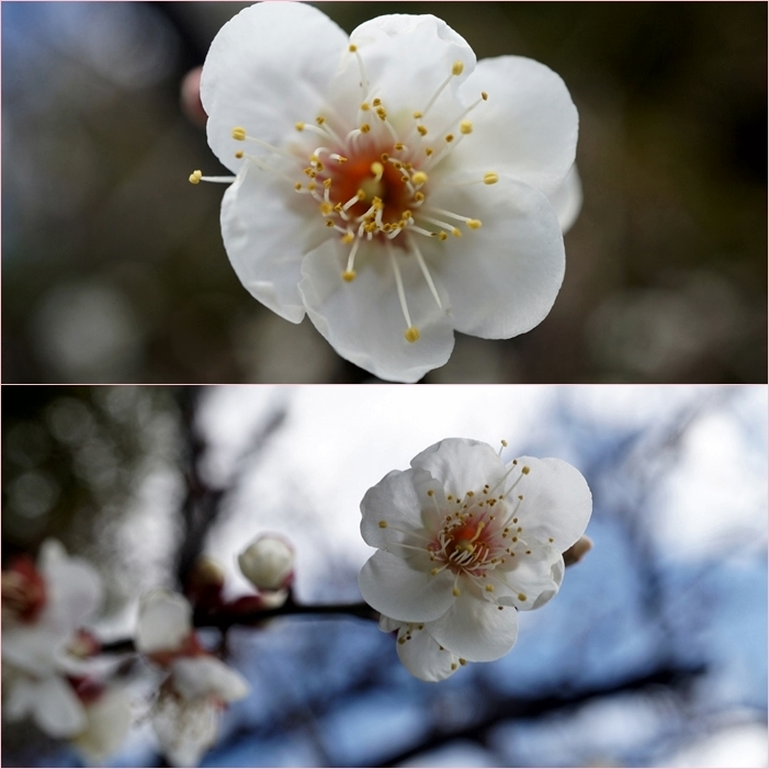 梅の花咲く大宰府の散歩道・・・飛梅・六弁の梅開花。_f0016066_20092081.jpg