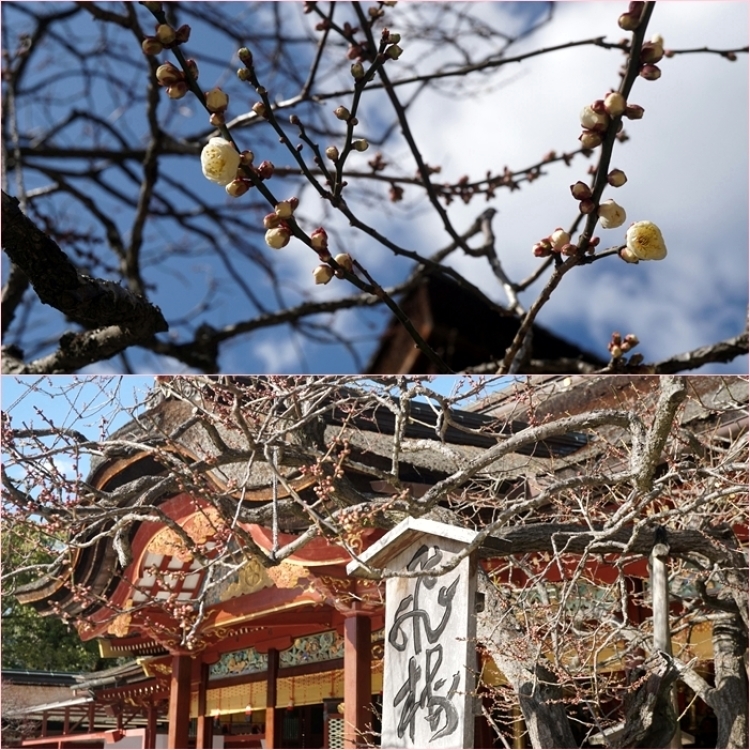 梅の花咲く大宰府の散歩道・・・飛梅・六弁の梅開花。_f0016066_20093714.jpg