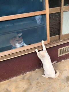 野良猫写真館_f0363168_21001891.png