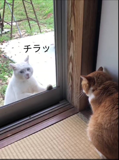 野良猫写真館_f0363168_21004238.png