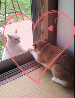 野良猫写真館_f0363168_21005840.png
