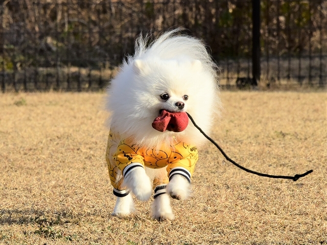 かーさんはよなべをする_d0360206_19592772.jpg