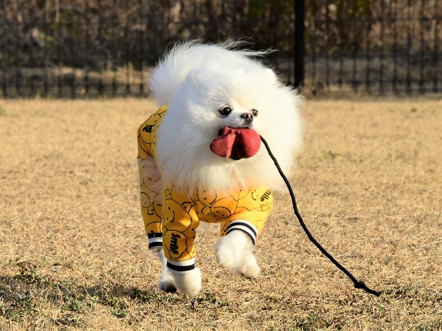 かーさんはよなべをする_d0360206_19593282.jpg
