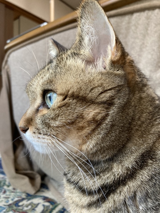 あいすまんじゅう かりんとうまんじゅう_b0412708_16525613.jpeg