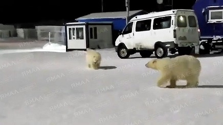ロシア極北、ヤマル半島のハラサヴェイからのハラとサヴェイの二回目の移送は悪天候のため延期 ～ 偽情報が先行して報道された真相は？_a0151913_15482016.jpg