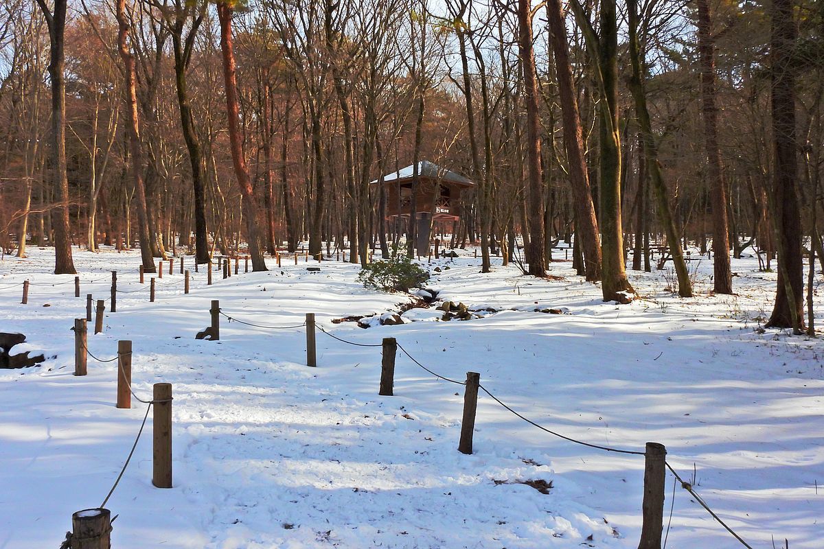 真冬の赤城自然園・・・冬景色 雪模様・・1月24日_a0031821_12430050.jpg
