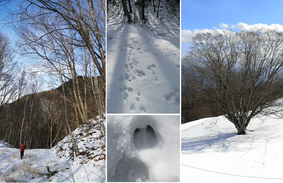 一面の雪&七色大カエデ_a0212730_18281154.jpg