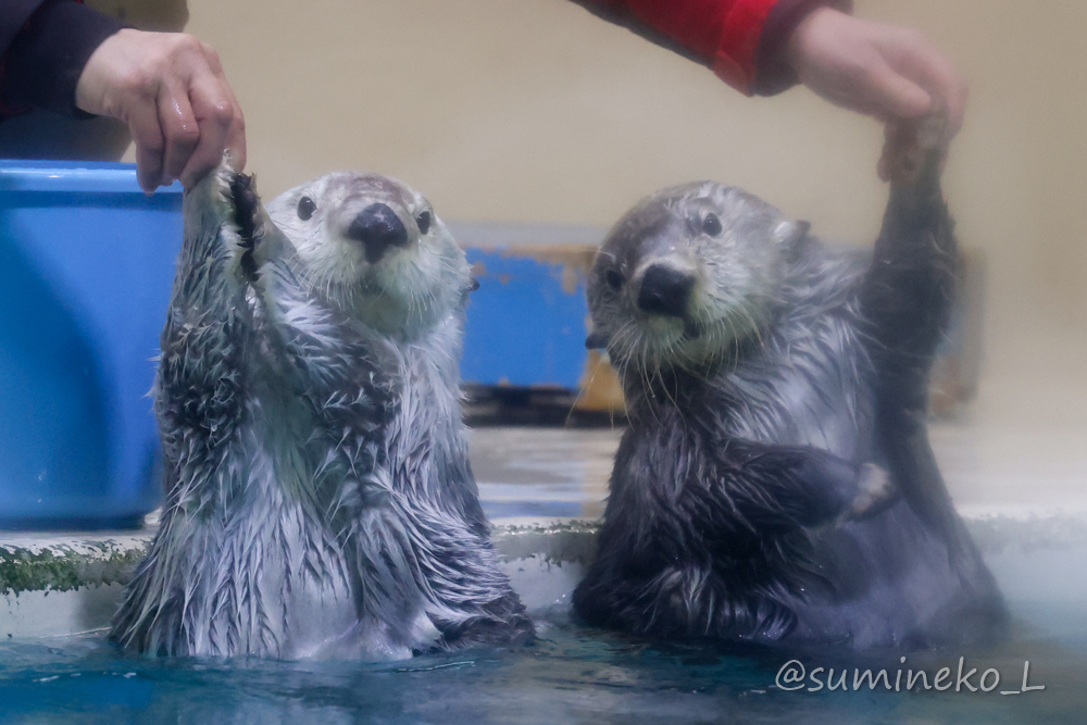 2022/01/09 鳥羽水族館 メイちゃんとキラちゃん : 墨色の鳥籠 2022/01/09 鳥羽水族館 メイちゃんとキラちゃん : 墨色の鳥籠