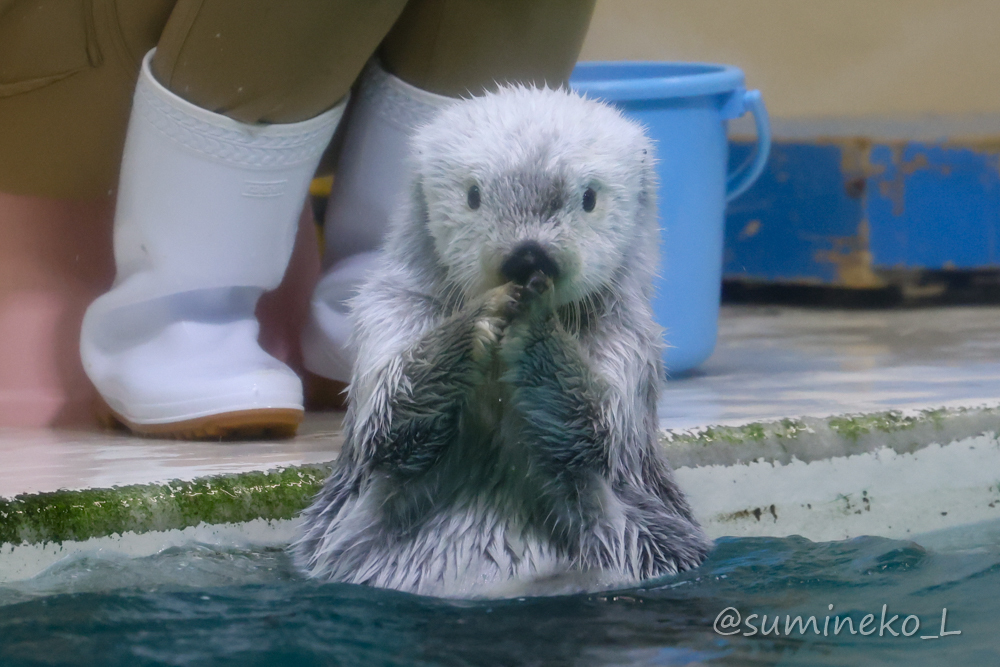 2022/01/09 鳥羽水族館 メイちゃんとキラちゃん : 墨色の鳥籠