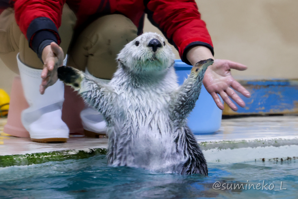 2022/01/09 鳥羽水族館 メイちゃんとキラちゃん : 墨色の鳥籠