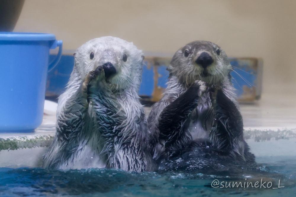 2022/01/09 鳥羽水族館 メイちゃんとキラちゃん : 墨色の鳥籠